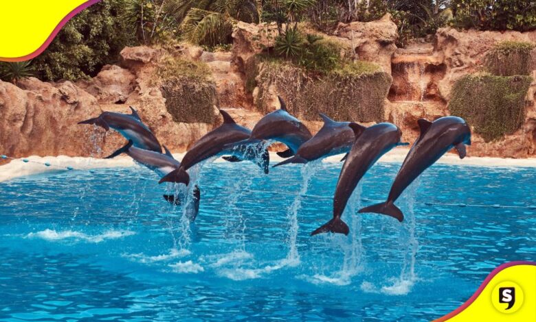 México delfines Ley Mincho