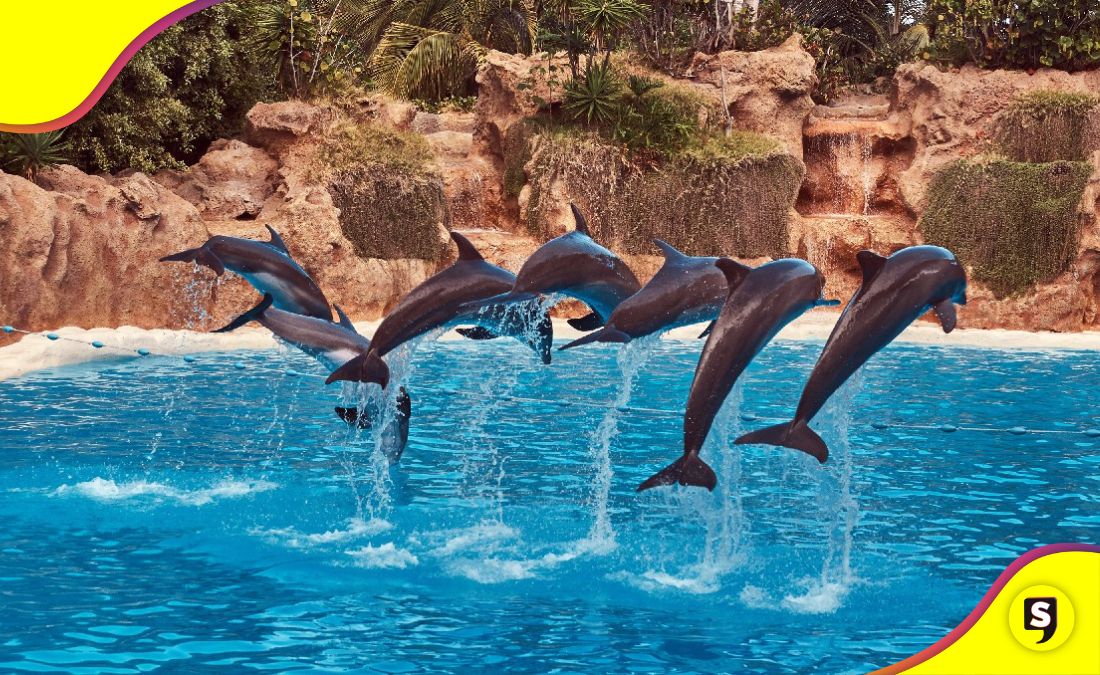 México delfines Ley Mincho