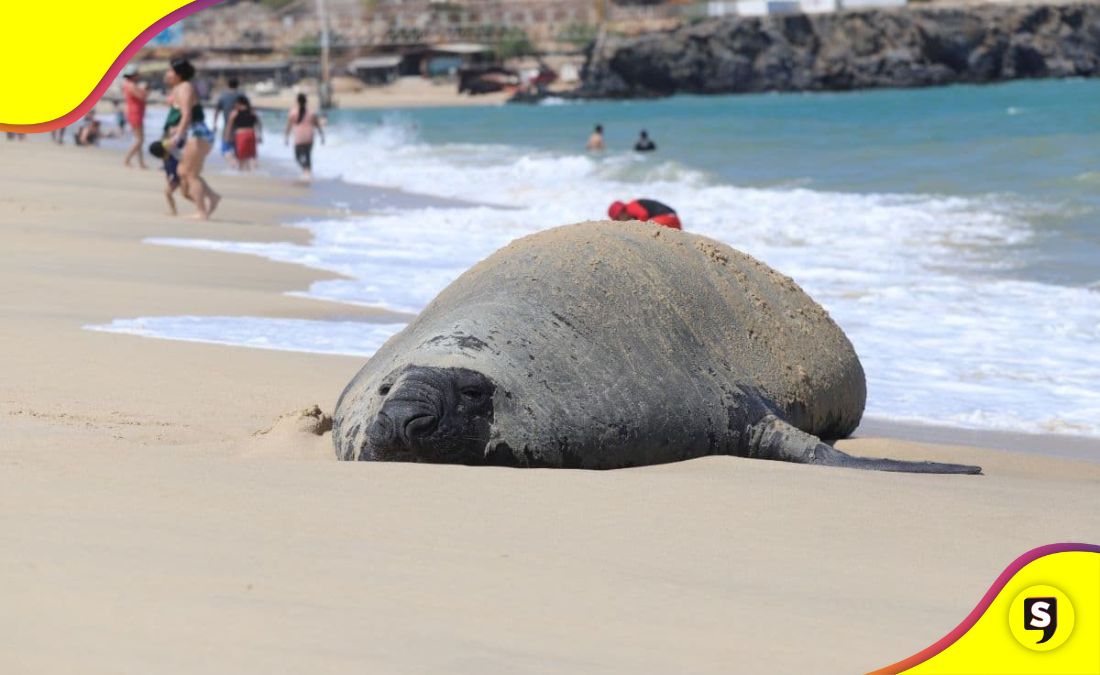 Panchito Cortés Nayarit
