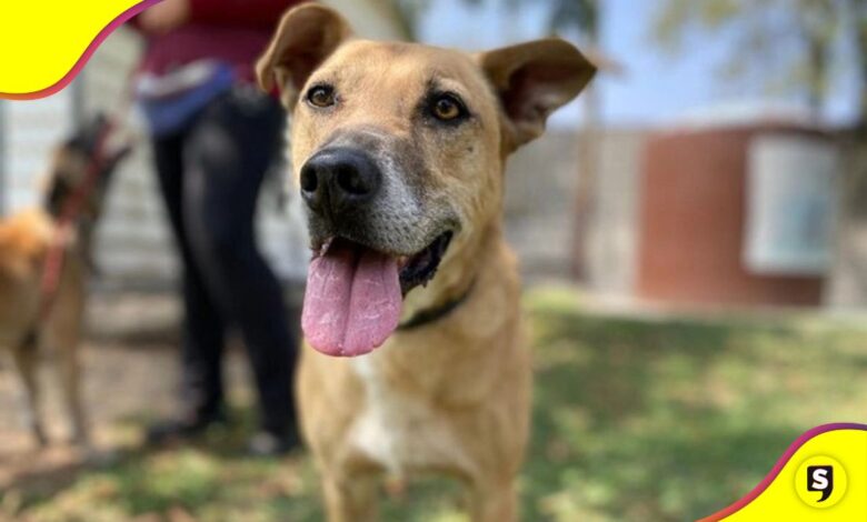 Refugio Franciscano rescate animal