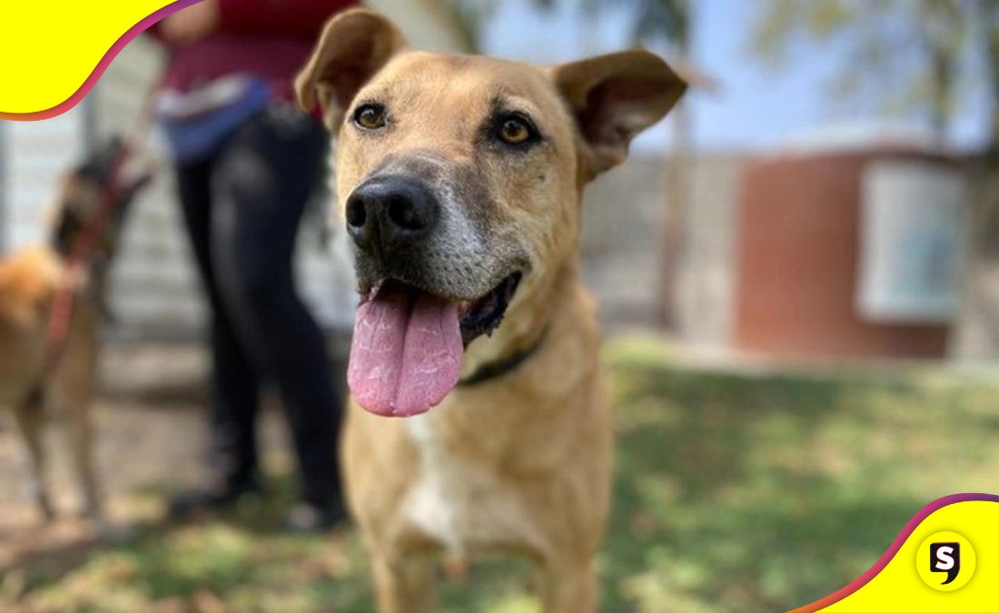 Refugio Franciscano rescate animal