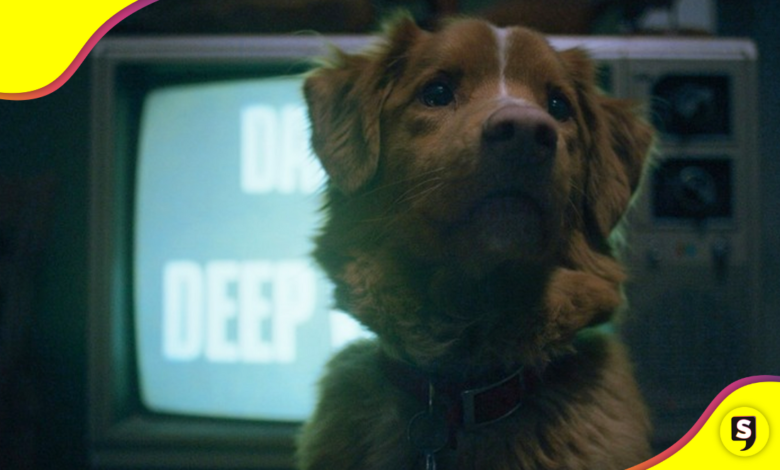 Indy: un "Good Boy" con un talento natural.