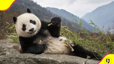 panda gigante en China extinción