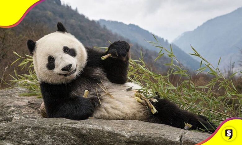 panda gigante en China extinción