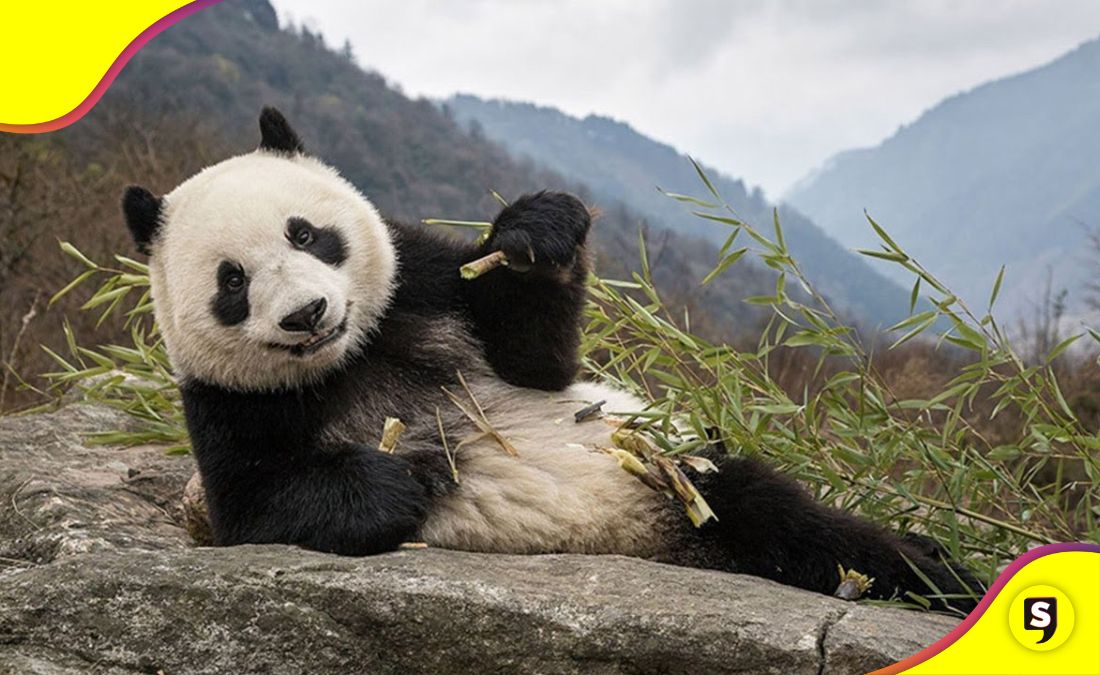 panda gigante en China extinción
