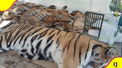 72 tigres Tailandia