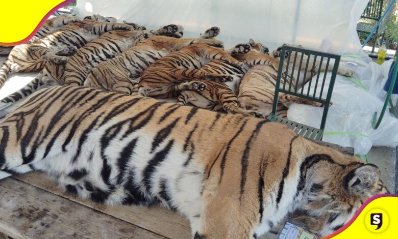 72 tigres Tailandia