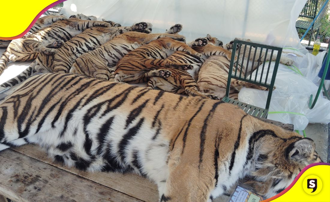 72 tigres Tailandia
