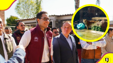 Cumplen 10 años salvando animalitos en Pachuca