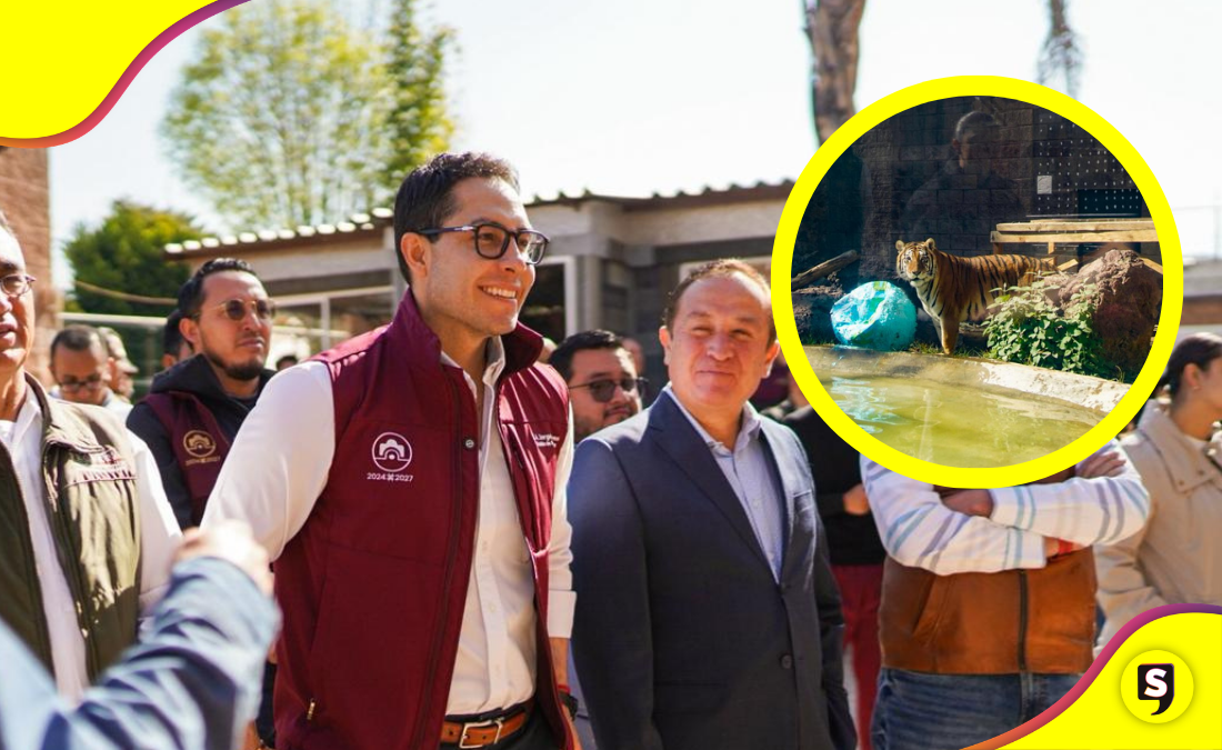 Cumplen 10 años salvando animalitos en Pachuca