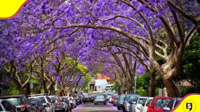 floración anticipada de las jacarandas en la CDMX