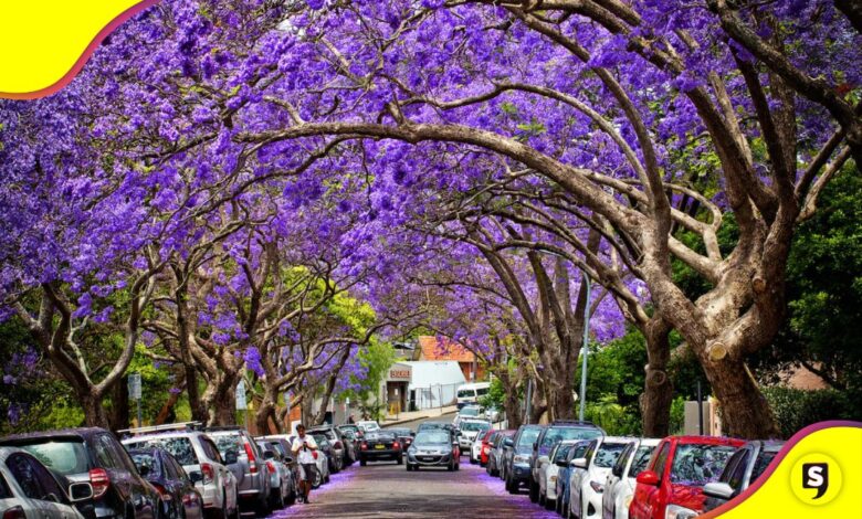 floración anticipada de las jacarandas en la CDMX