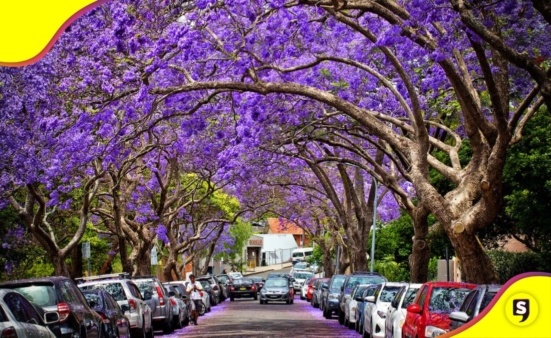 floración anticipada de las jacarandas en la CDMX