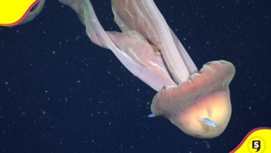 medusa fantasma gigante