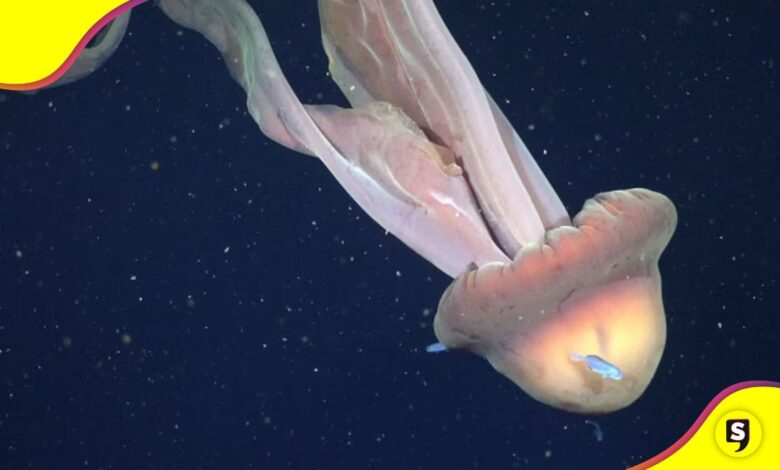 medusa fantasma gigante