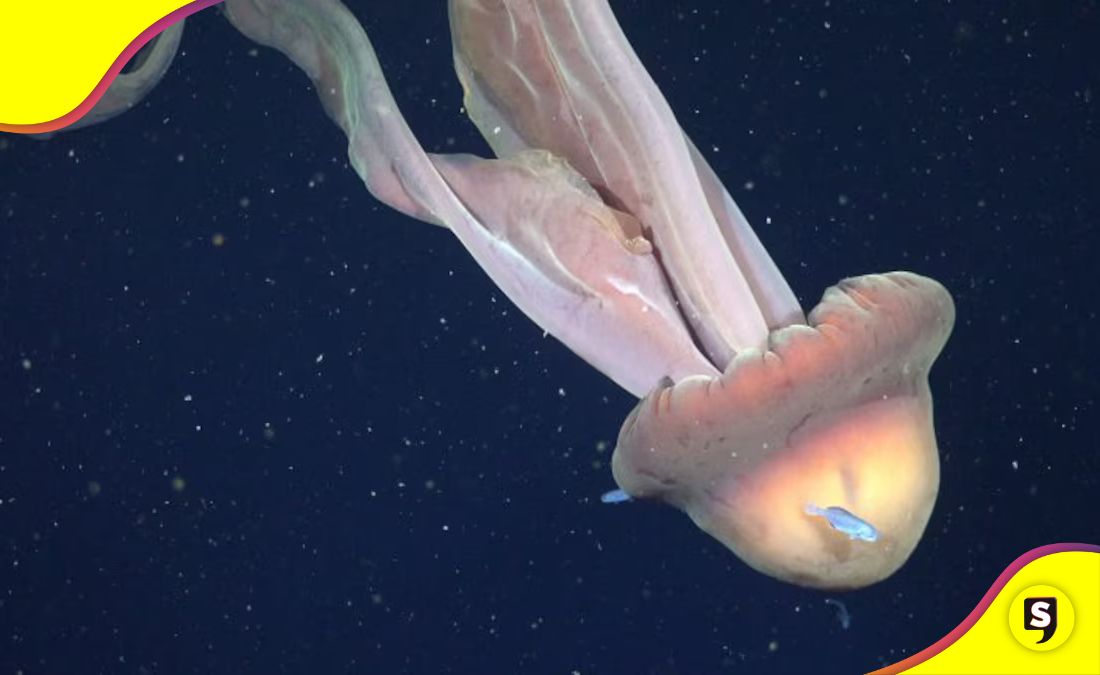 medusa fantasma gigante