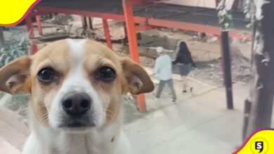 pareja perrito en Tlatelolco