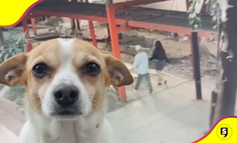 pareja perrito en Tlatelolco