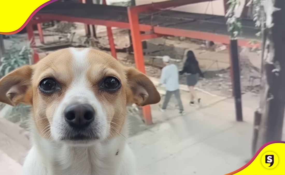 pareja perrito en Tlatelolco