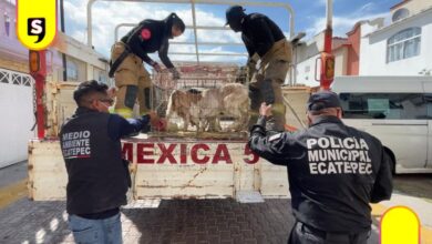 Ecatepec 700 animales