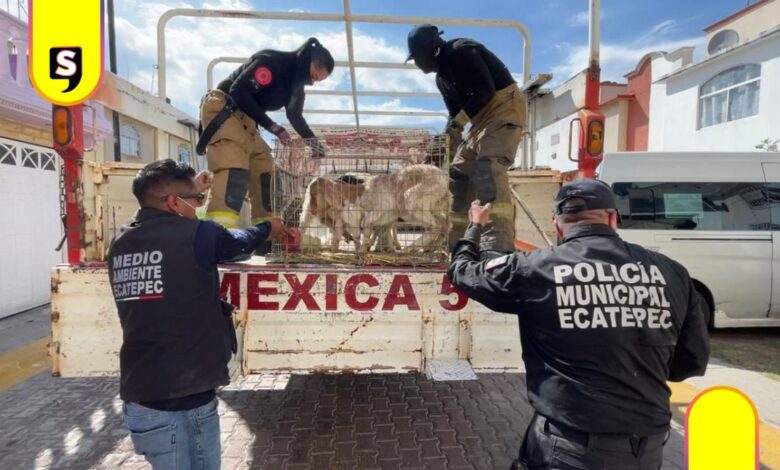 Ecatepec 700 animales