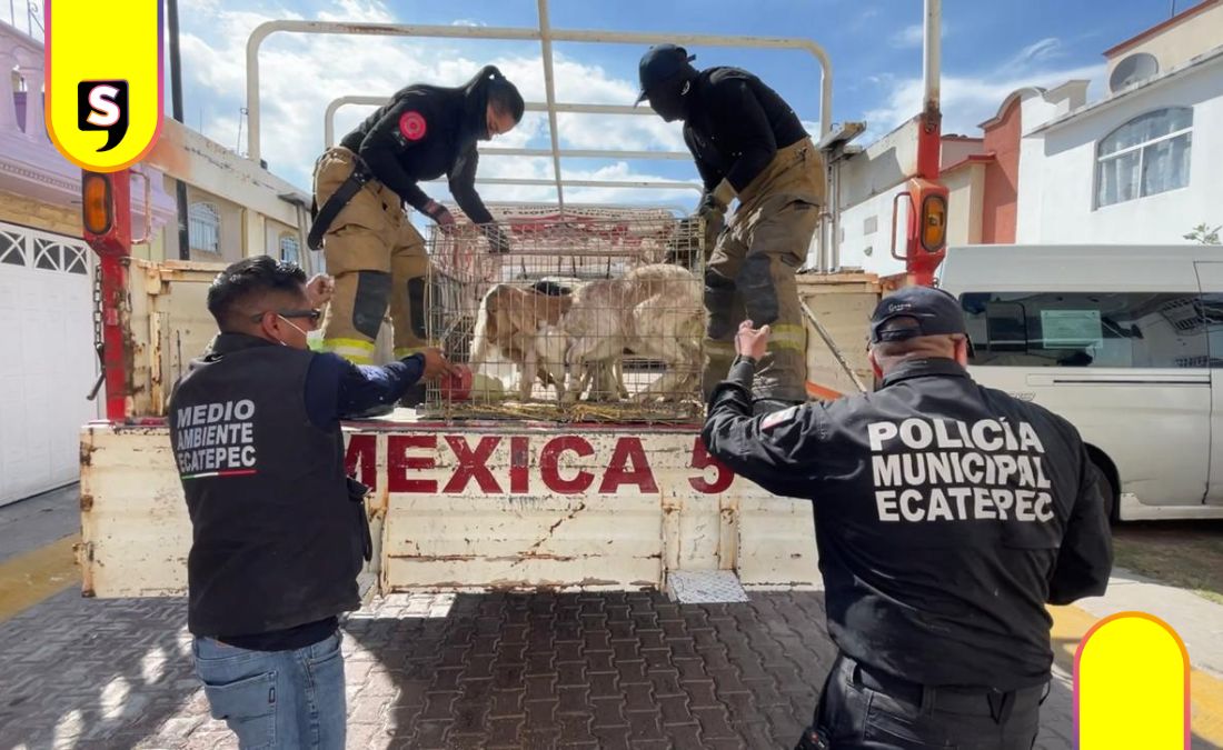 Ecatepec 700 animales