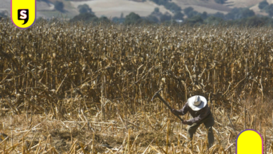 Sequía climática y presupuestal en el campo hidalguense