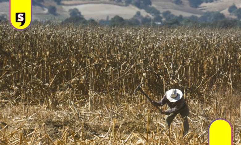 Sequía climática y presupuestal en el campo hidalguense