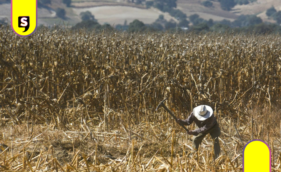 Sequía climática y presupuestal en el campo hidalguense