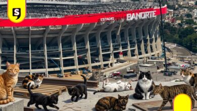 desalojo de gatos en el Estadio Banorte