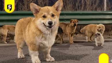 video de perros en China