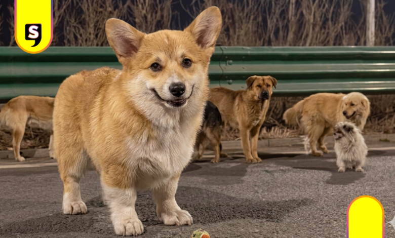 video de perros en China