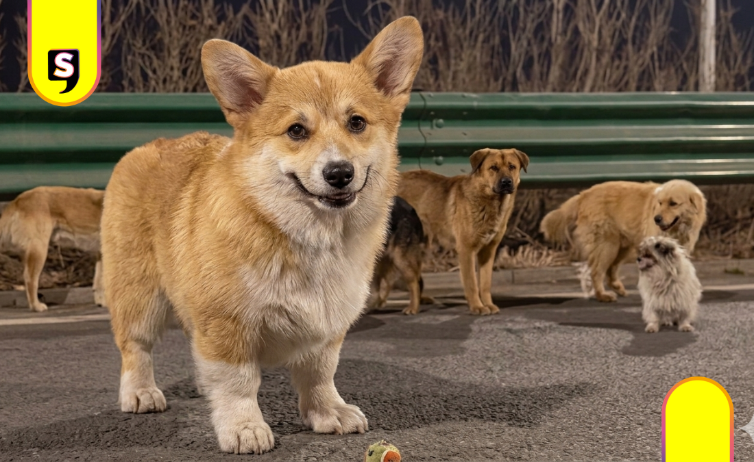 video de perros en China
