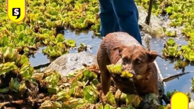 Beni perrita Oaxaca