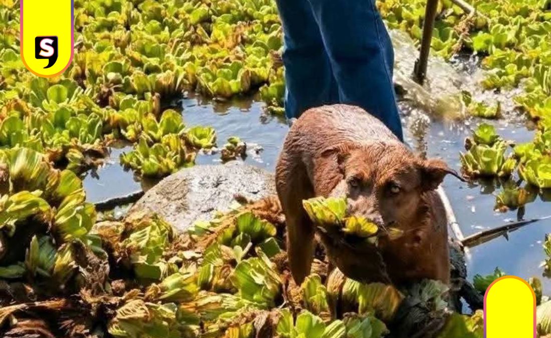 Beni perrita Oaxaca