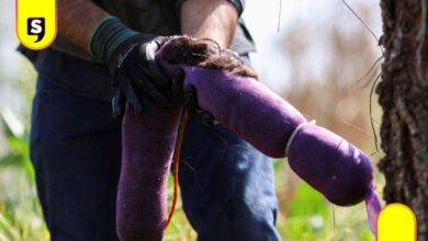 Cabello para salvar al ajolote en Xochimilco