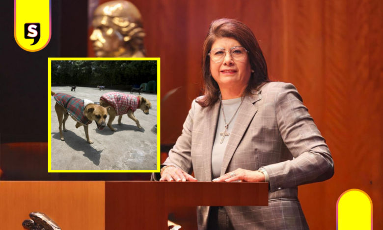 Fiscalía indaga muerte de 10 mil perros en Tecámac