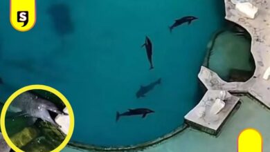 Profepa abandono de delfines
