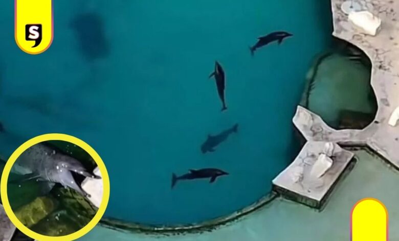 Profepa abandono de delfines