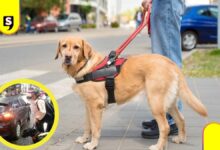 discriminación en Uber por perro guía