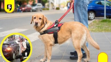 discriminación en Uber por perro guía