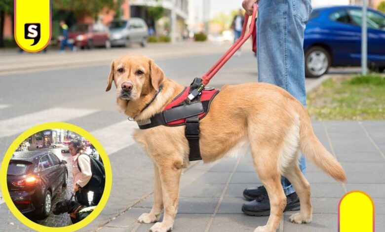 discriminación en Uber por perro guía