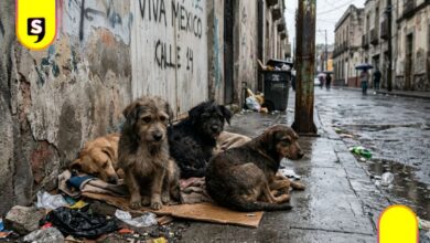 sacrificio masivo de perros en Irapuato