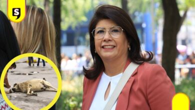 senadora perros en Tecámac