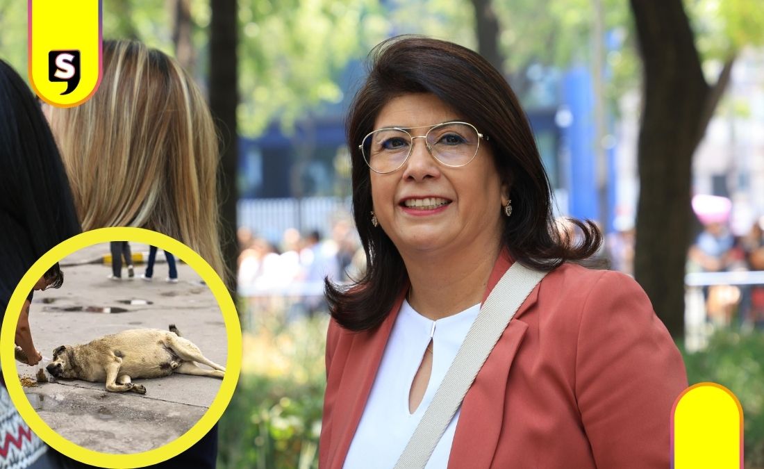 senadora perros en Tecámac