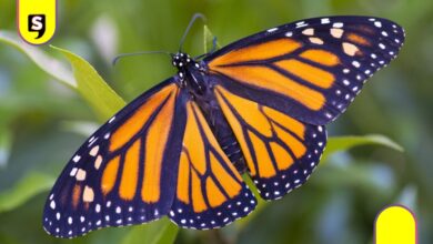 Mariposa monarca mascota Mundial