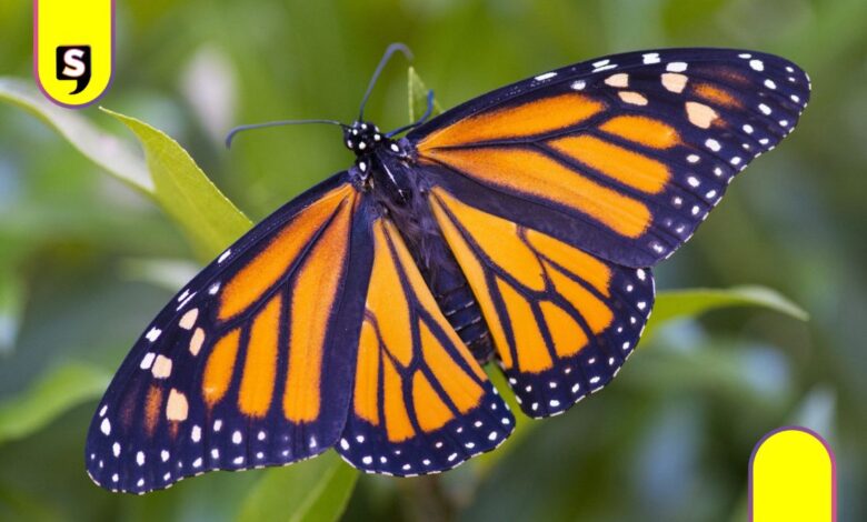Mariposa monarca mascota Mundial