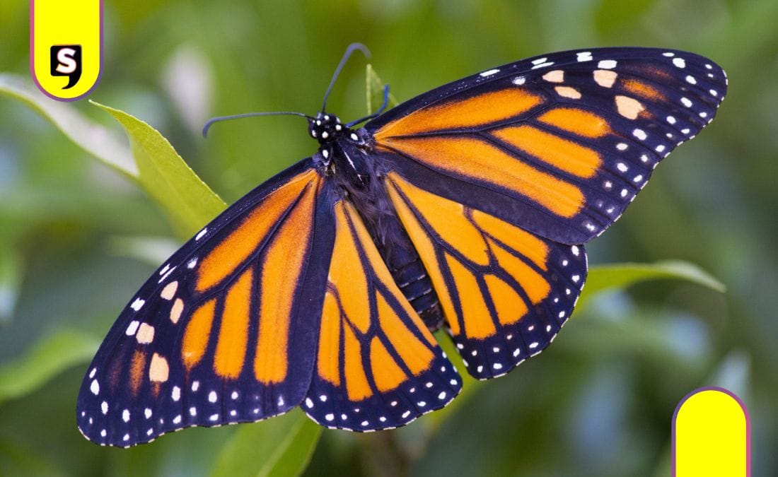 Mariposa monarca mascota Mundial