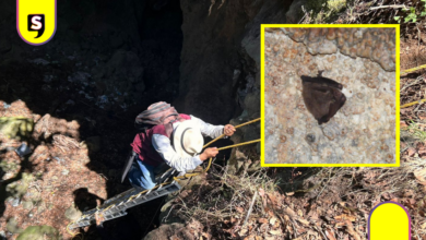 Hallan cuatro especies de murciélagos en Cuautepec