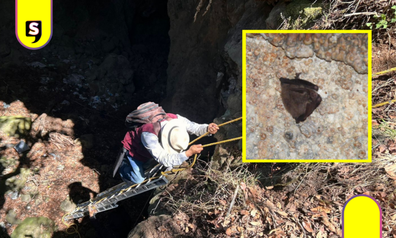 Hallan cuatro especies de murciélagos en Cuautepec